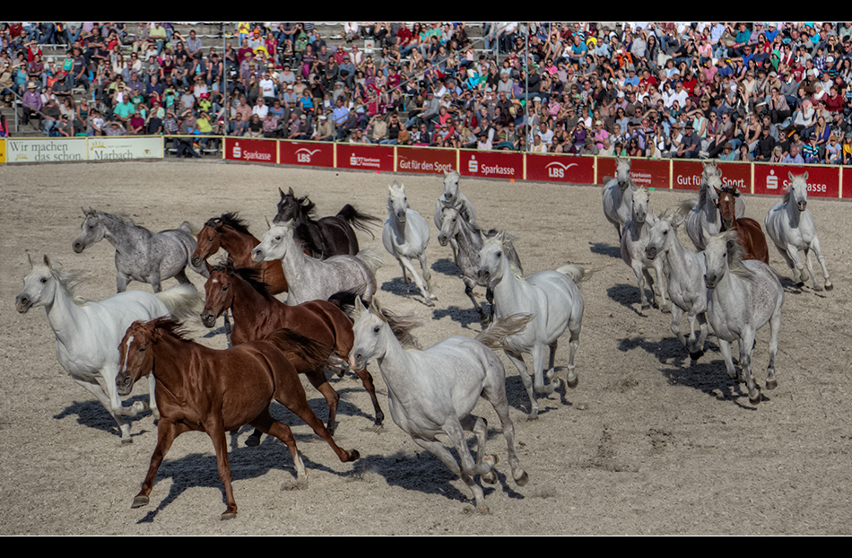 Hengstparade in Marbach 6