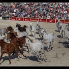 Hengstparade in Marbach 6