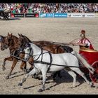 Hengstparade in Marbach 7