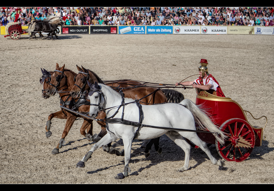 Hengstparade in Marbach 7