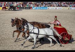 Hengstparade in Marbach 7