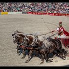 Hengstparade in Marbach 9