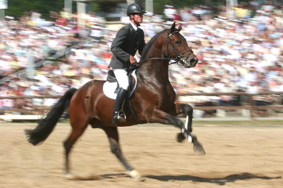 hengstparade in moritzburg pur