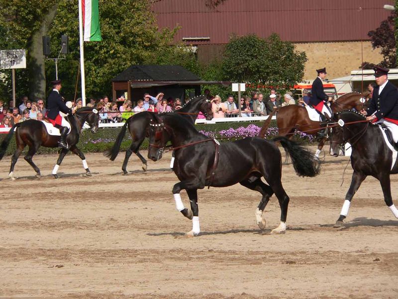 Hengstparade in Warendorf