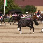 Hengstparade in Warendorf