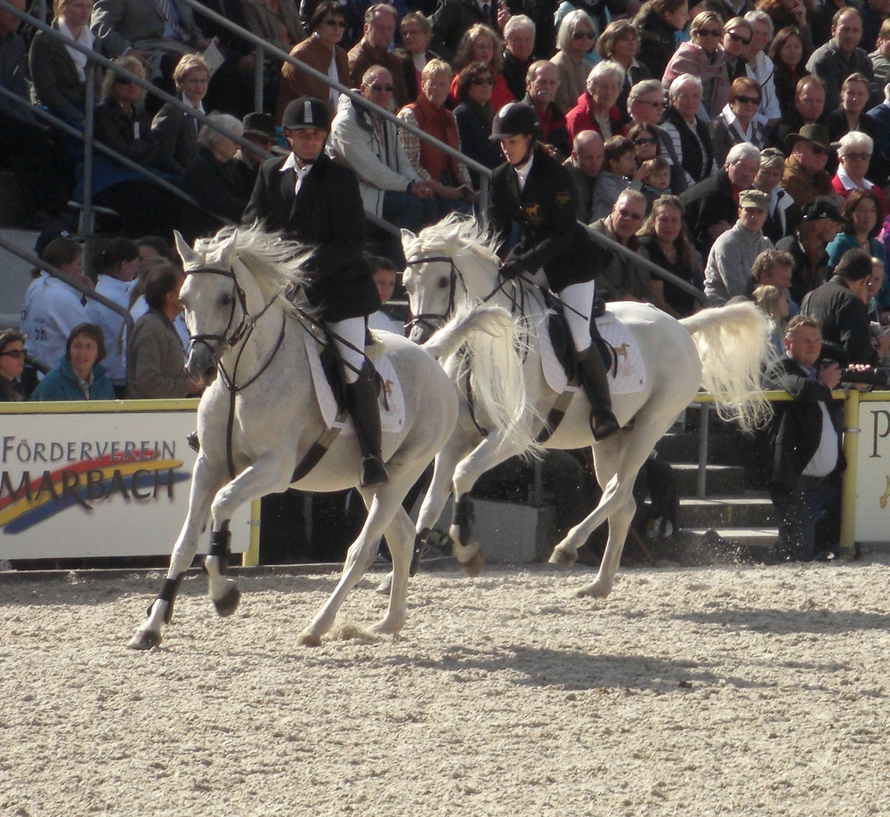 Hengstparade Marbach 09 weiße Pferde mit schwarzen Reitern