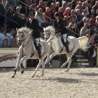 Hengstparade Marbach 09 weiße Pferde mit schwarzen Reitern