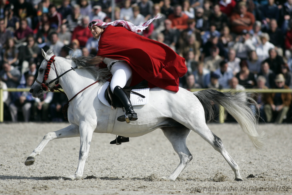 Hengstparade Marbach HuL 2008