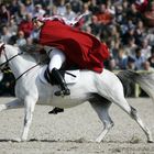 Hengstparade Marbach HuL 2008