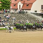 Hengstparade Moritzburg