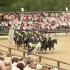 Hengstparade Moritzburg