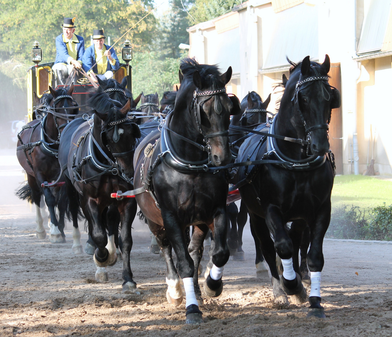 Hengstparade Moritzburg 2012