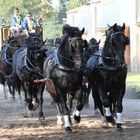 Hengstparade Moritzburg 2012