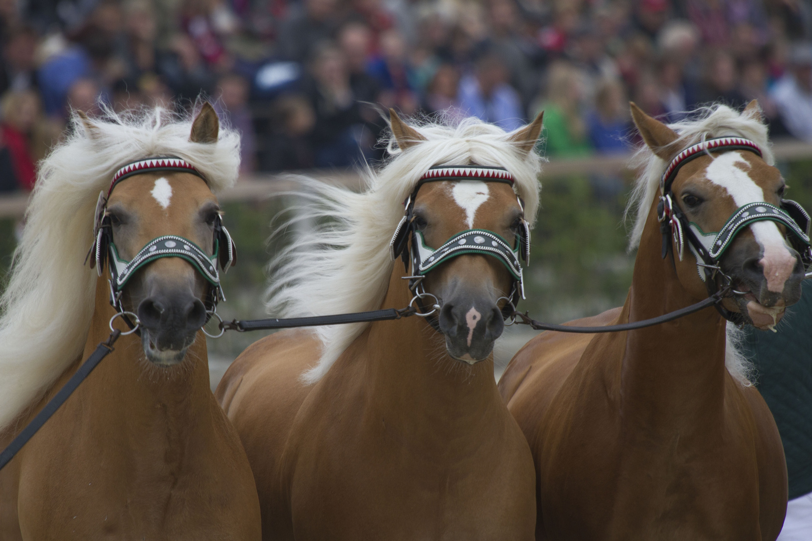 Hengstparade Moritzburg 2014 2/3