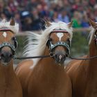 Hengstparade Moritzburg 2014 2/3