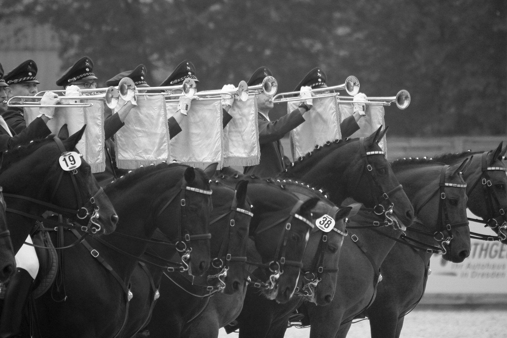 Hengstparade Moritzburg 2014 3/3