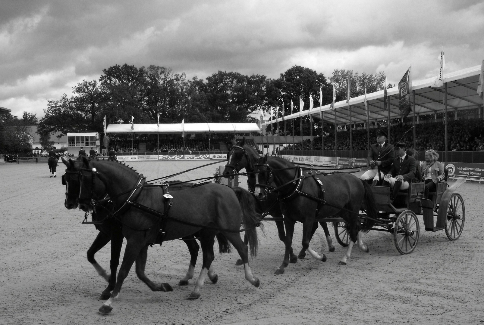 Hengstparade Redefin - Vierspänner