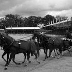 Hengstparade Redefin - Vierspänner