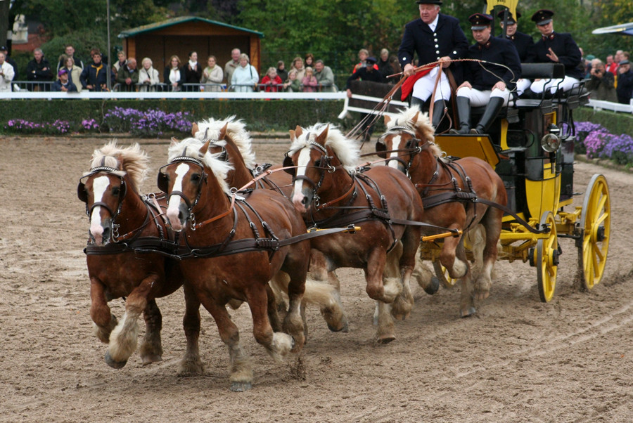 Hengstparade Warendorf 07