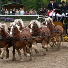 Hengstparade Warendorf 07