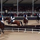 Hengstparade Warendorf 2012