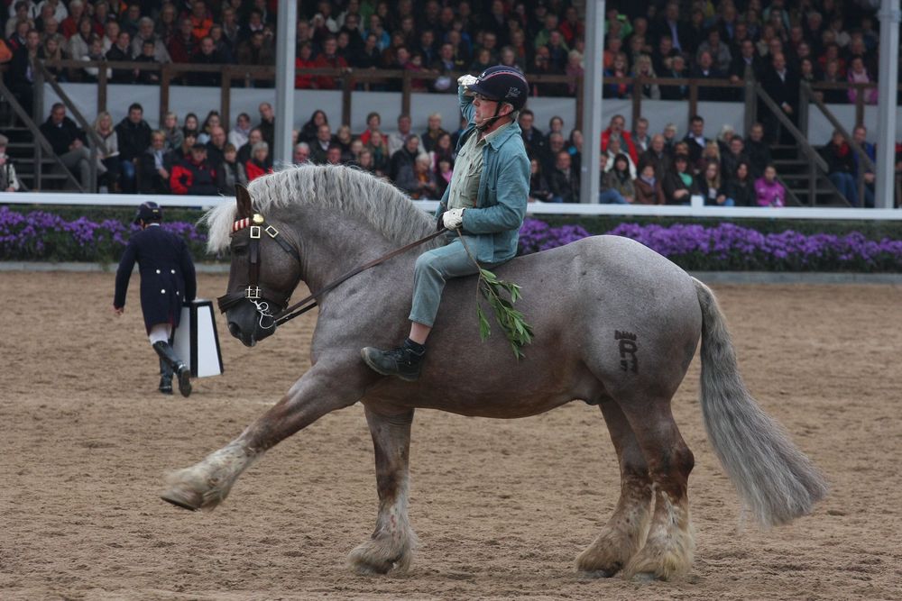 Hengstparade Warendorf 2013