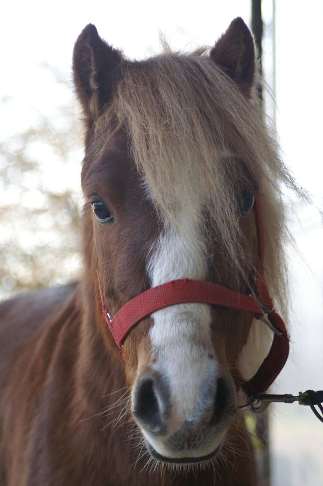 Hengstpony Rocky