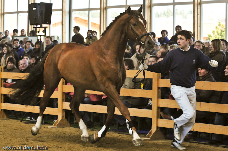 Hengstschau Max Hof 2008