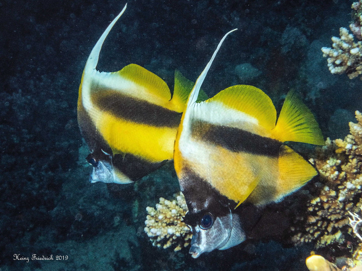 Heniochus intermedius Foto & Bild tiere, wildlife, fische Bilder auf