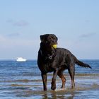 Henk am Hundestrand