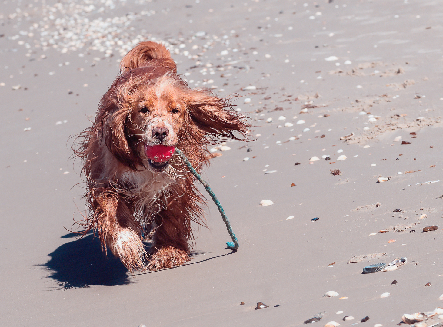 Henk am Strand