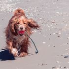 Henk am Strand