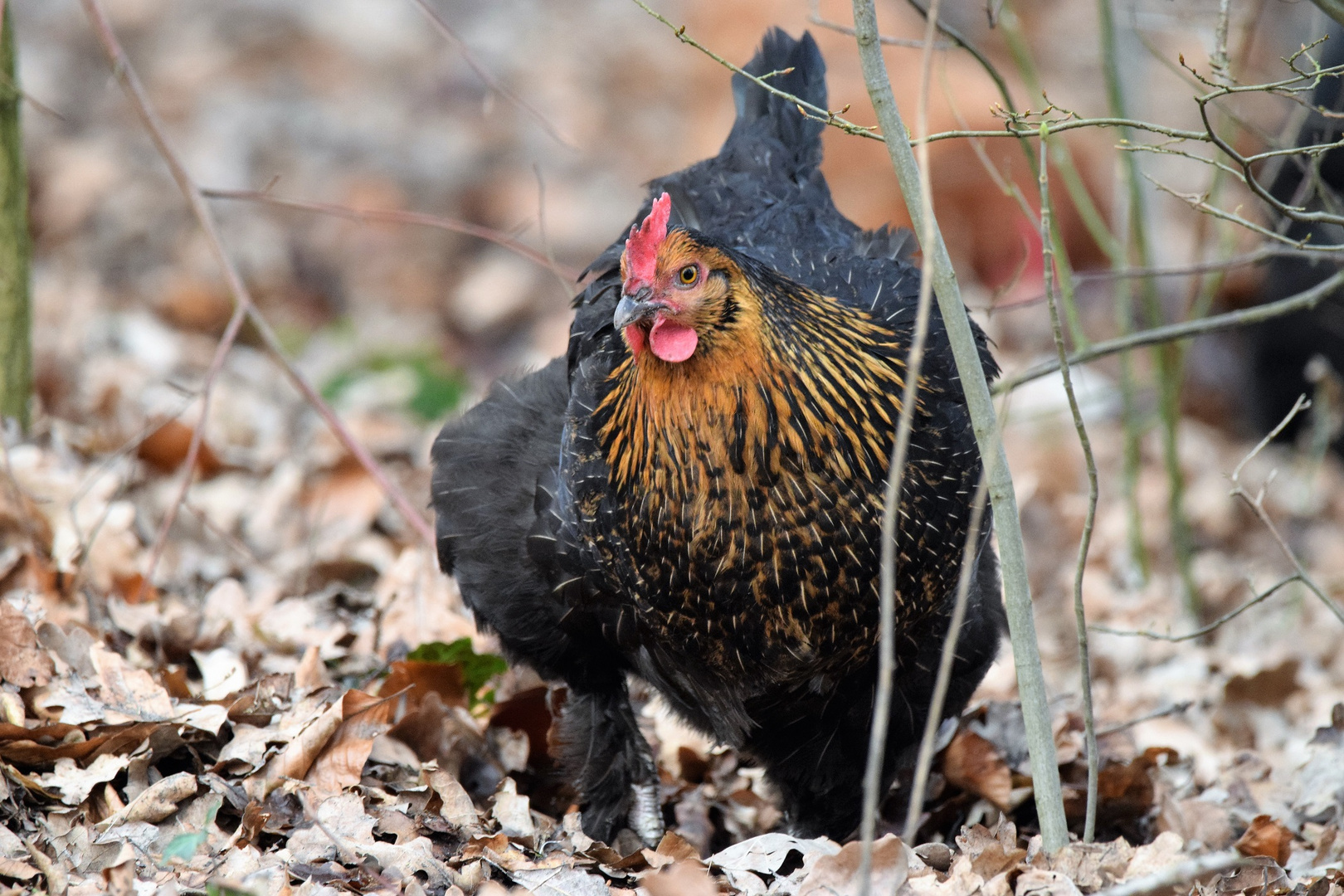 Henne Foto & Bild tiere, haustiere, nutztiere Bilder auf