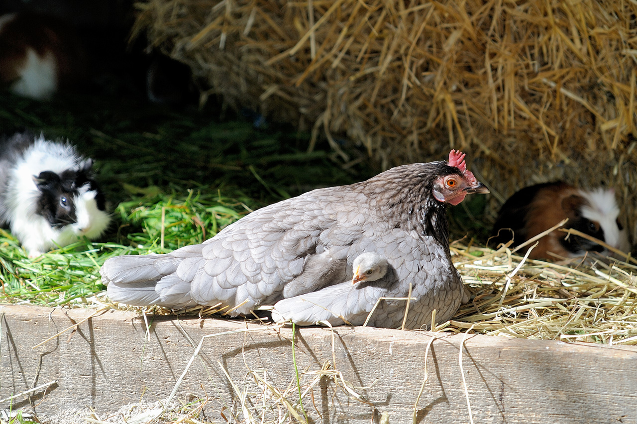 Henne mit Küken