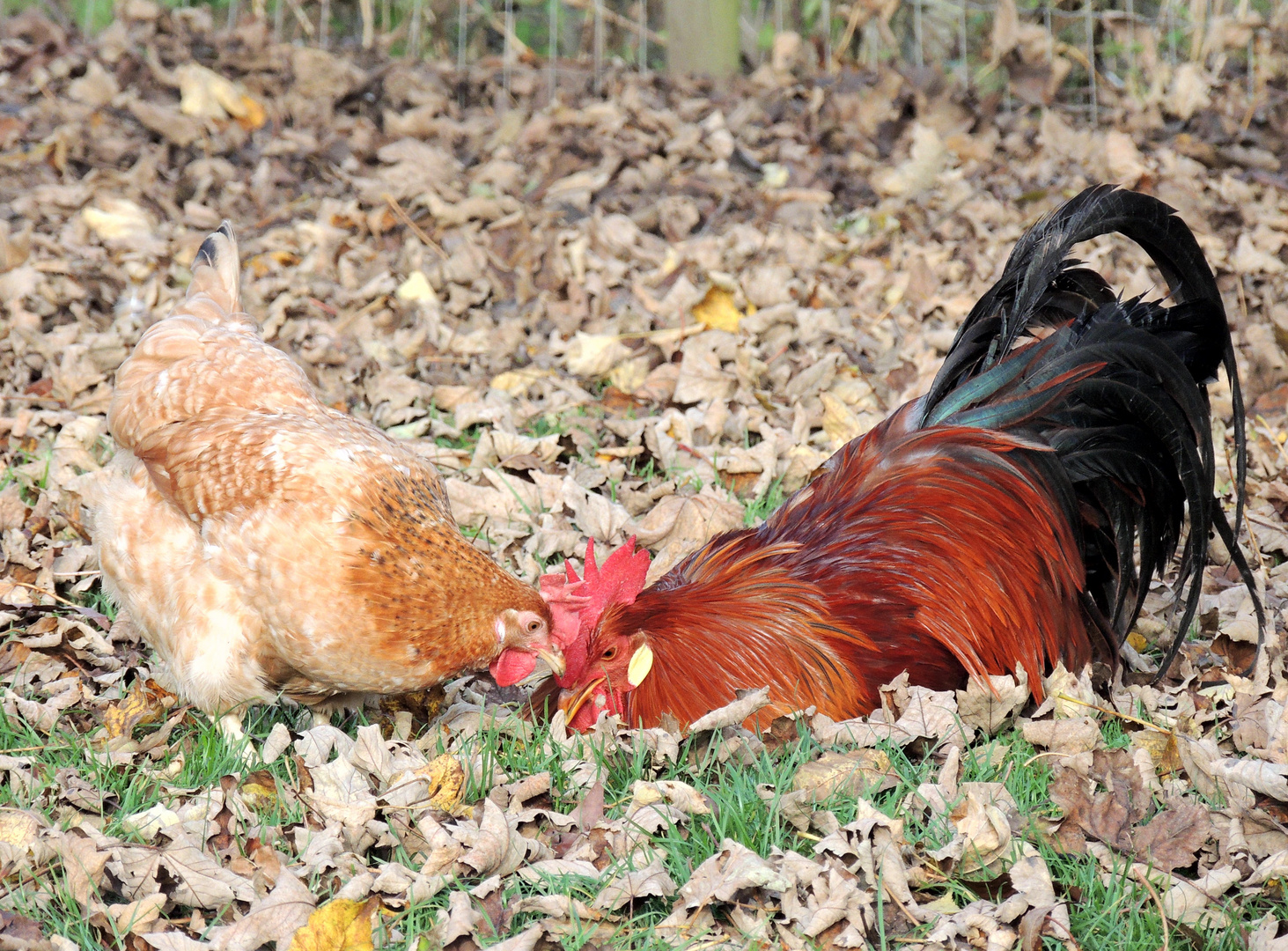 Henne und Hahn im Laub