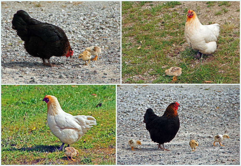 ..Hennen mit Nachwuchs..