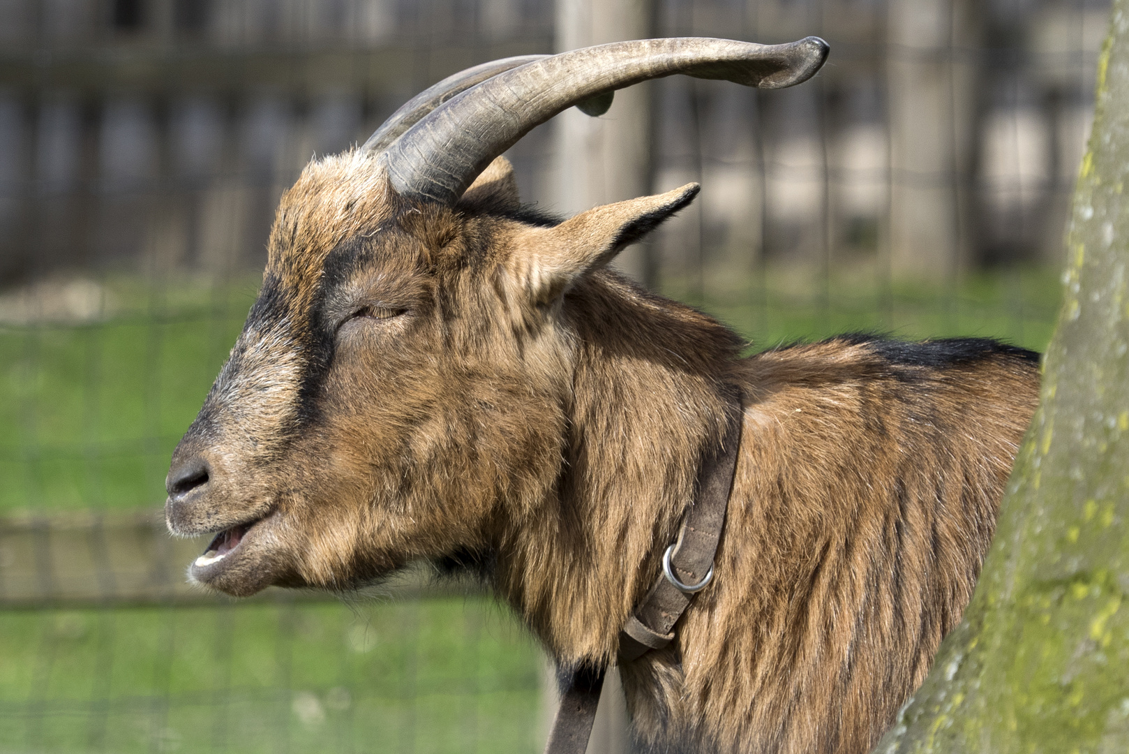 Hennes Viii Hennes Viii