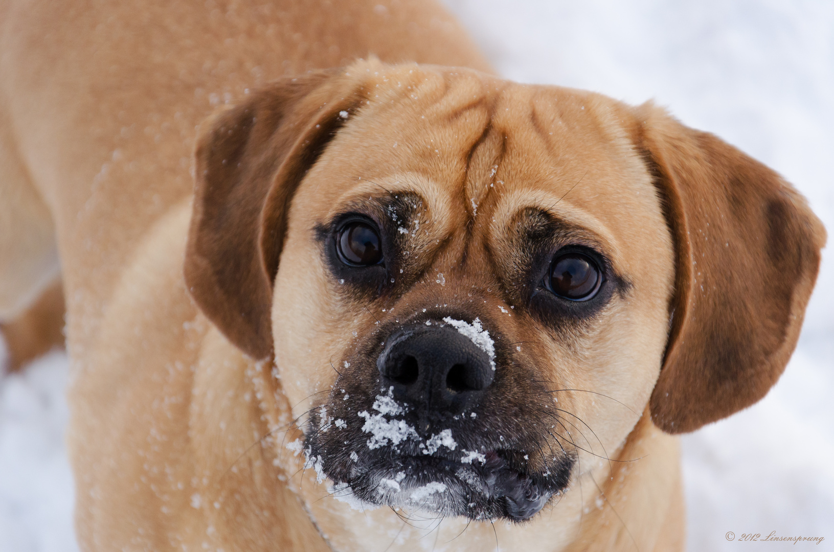 Henri im Schnee I