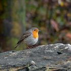 Henrichshütte od. Vögel im Ruhrgebiet