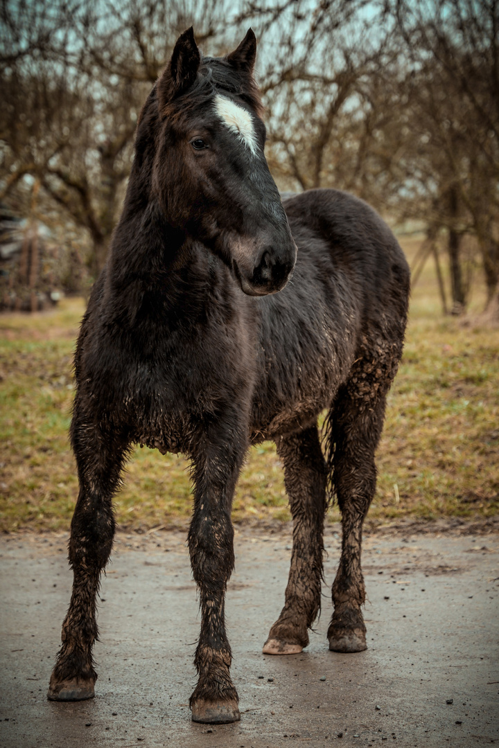 Henry - 1 Jahr alt