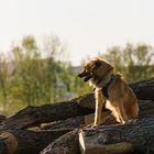 Henry auf dem Holzstapel