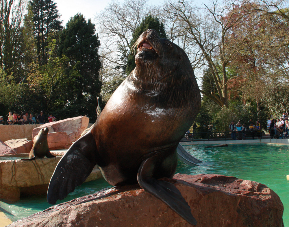 Henry aus dem Heidelberger Zoo