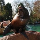 Henry aus dem Heidelberger Zoo