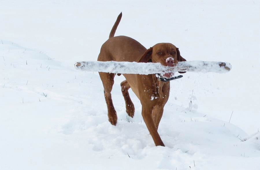 Henry bei der Arbeit