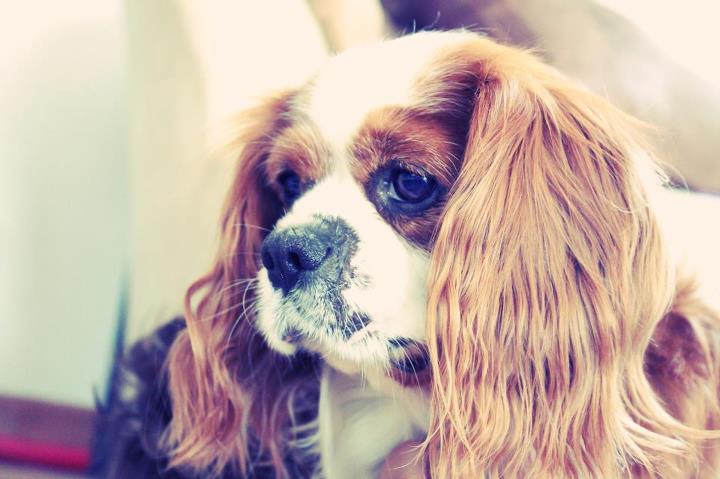 Henry - Cavalier King Charles Spaniel