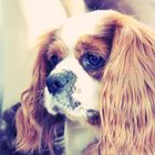 Henry - Cavalier King Charles Spaniel