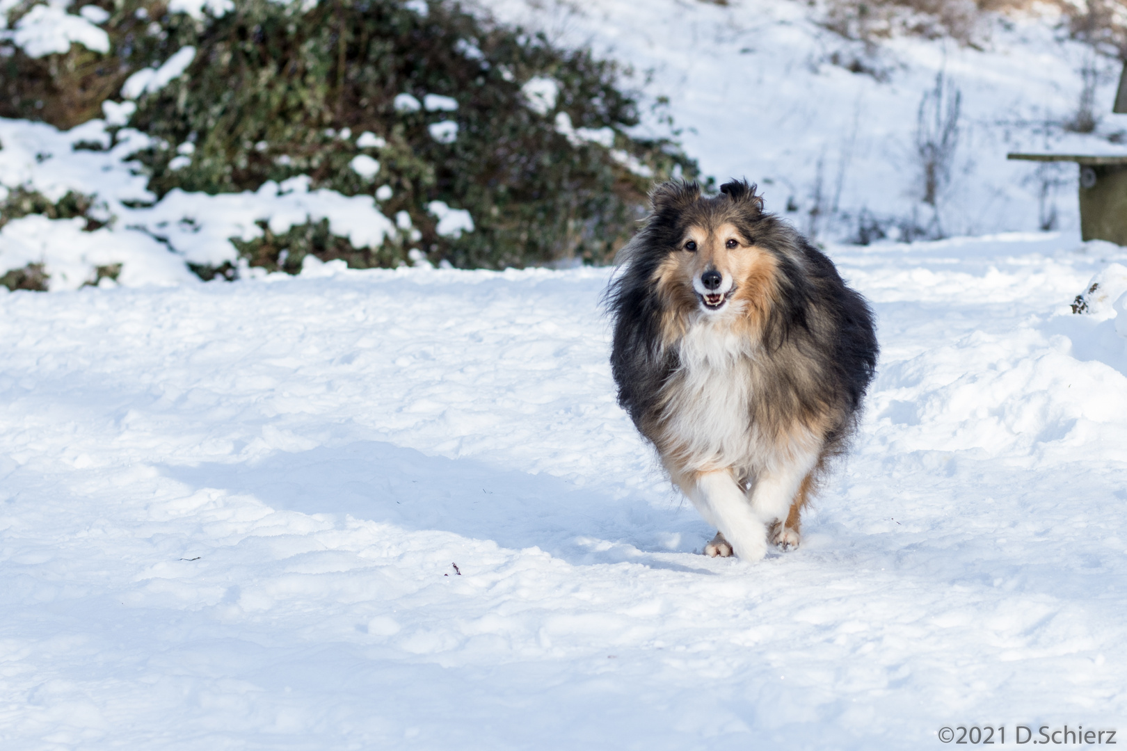 Henry im Schnee