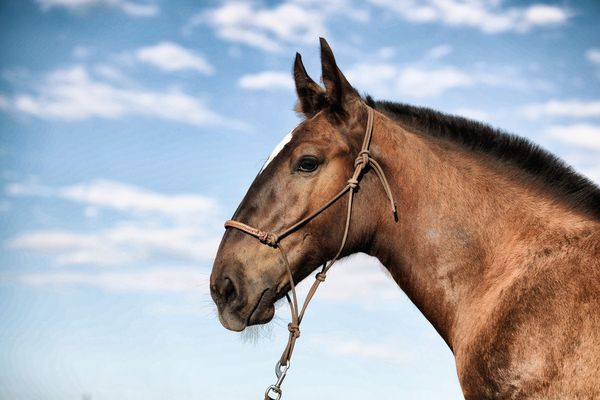 Henry - knapp 6 Monate alt