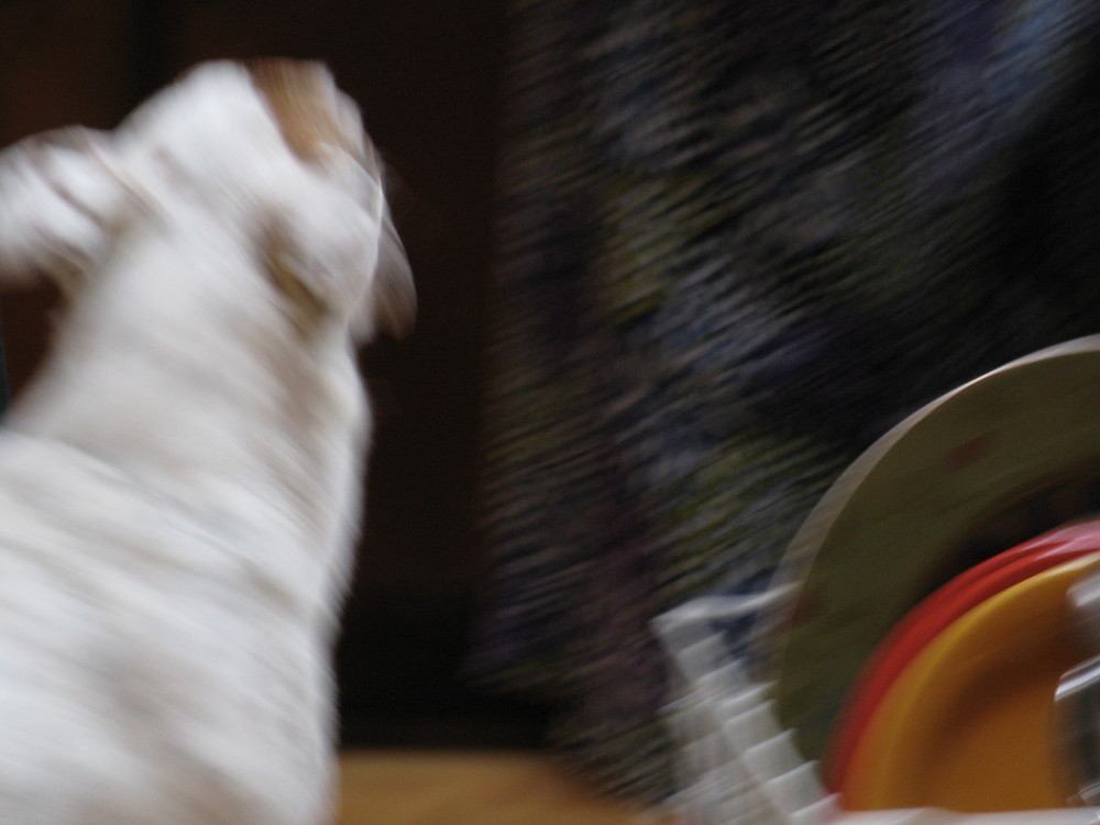 Henry the HyperDog Does the Dishes