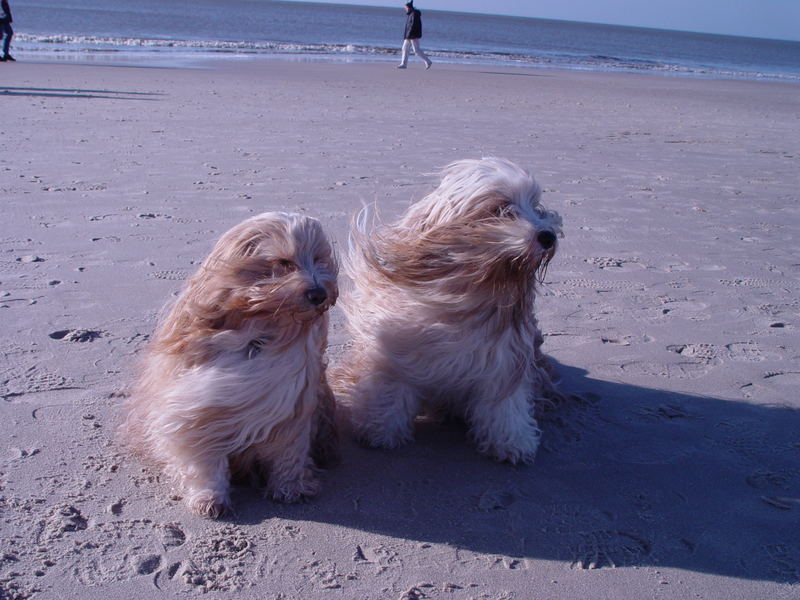 Henry und Ben auf Sylt